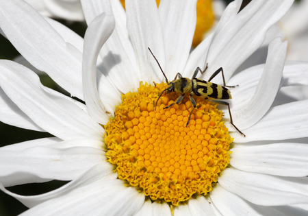 Longhorn beetle  Strangalia quadrifasciata  on chamomileの写真素材
