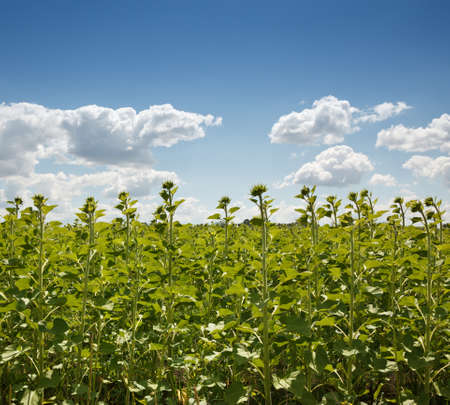 Sunflower field at springtimeの写真素材