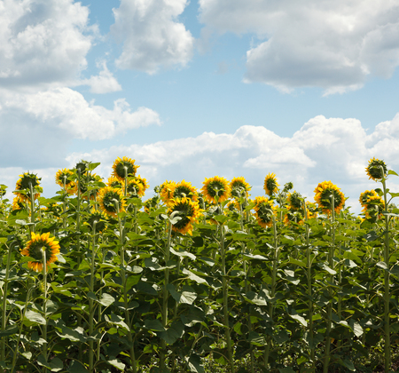Sunflower field at summertimeの写真素材