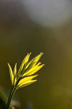 Morning light on leaves in forestの写真素材