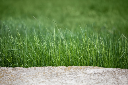 Closeup of green grass in front of grey stone edgeの写真素材