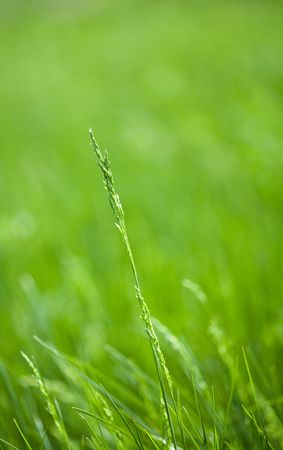 Macro of grass blade over green meadow background, shallow DOFの写真素材