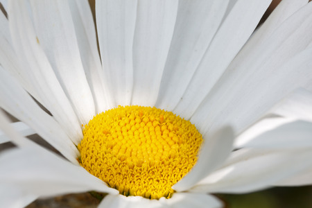 Morning sunlight on chamomile flowerの写真素材
