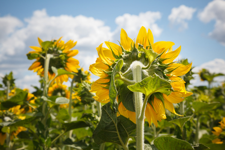 Closeup of sunflower reverse side over cloudscape backgroundの写真素材
