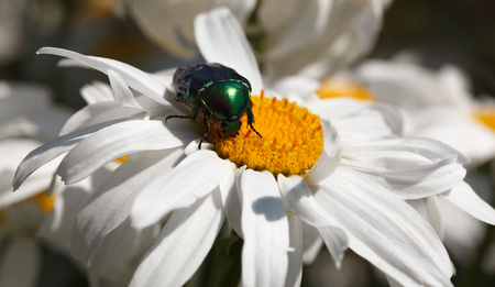 macro of chafer  melolontha  on blooming camomile in sunny dayの写真素材