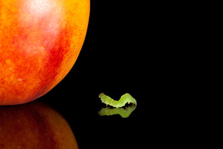 Small codling moth caterpillar and peach on black reflective plateの写真素材