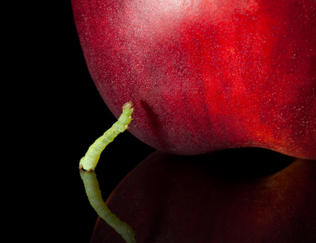 Macro of codling moth caterpillar going to climb on ripe peach の写真素材
