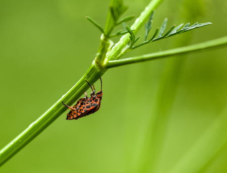Macro of shield bug  Graphosoma lineatum  over meadow backgroundの写真素材