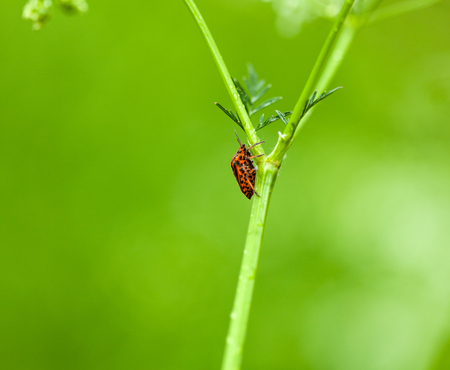 Macro of forest bug  Graphosoma lineatum  on grass stemの写真素材