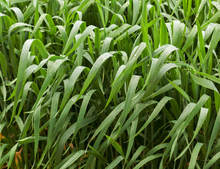Close up cereal grass field after the rain