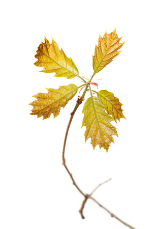 Red oak  Quercus rubra  sprout isolated on white background の写真素材