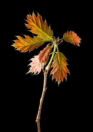 Red oak  Quercus rubra  sprout isolated on black backgroundの写真素材