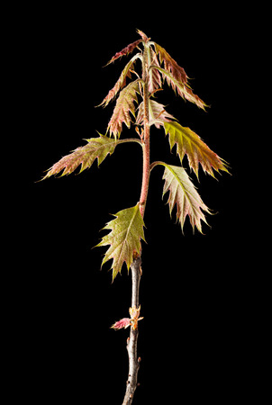 Red oak  Quercus rubra  twig isolated on black backgroundの写真素材