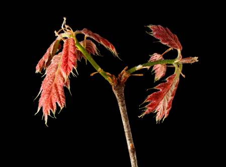 Red oak  Quercus rubra  brunch isolated on black backgroundの写真素材