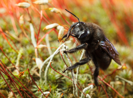 Macro of European carpenter bee  Xylocopa violacea  en face low angle view on mossの写真素材