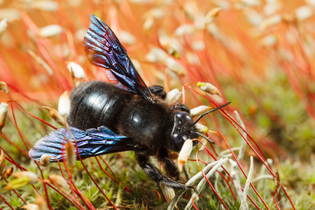 Macro of European carpenter bee  Xylocopa violacea  from above in broom mossの写真素材