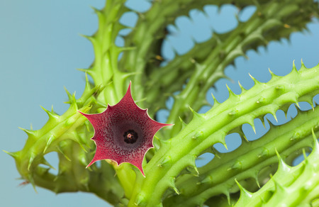 Star shape stinking flower of succulent Stapelia over blue sky backgroundの写真素材