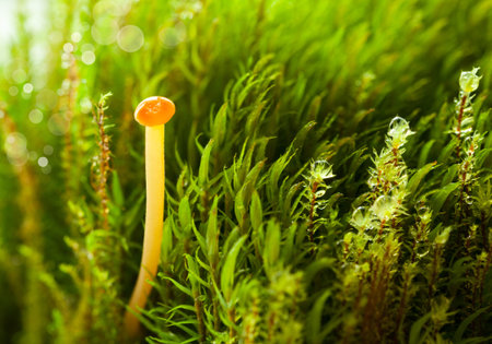 Macro of red cup toadstool on long stem in moss with dew drops