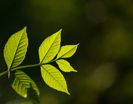 Macro of leaves backlighted by morning sun