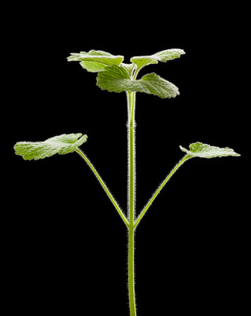 Nettle herb fluffy leaves isolated on black backgroundの写真素材