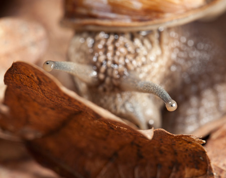 Macro of Roman snail (Helix pomatia) look out of forest leaf litter in autumnの写真素材