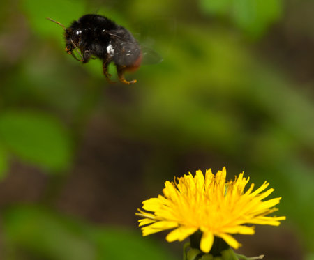 Macro of bumblebee flying up from dandelion flower on meadow