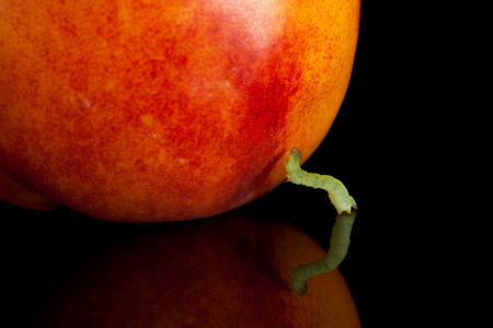Macro of inchworm and ripe peach isolated on blackの写真素材