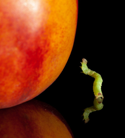 Macro of codling moth caterpillar near ripe peach on black reflective plateの写真素材