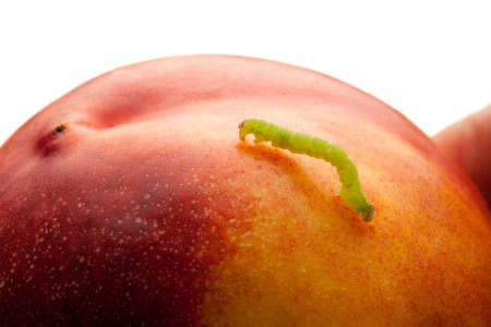 Pest worm (codling moth caterpillar) climbing on nectarine
