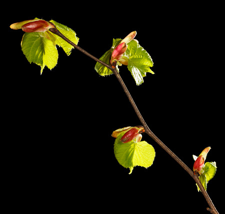 Macro of linden (Tilia sp.) twig with new unfold leaves-buds isolated on blackの写真素材