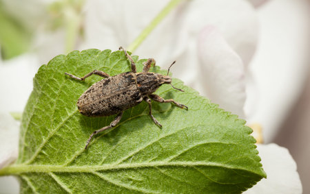Top view of snout beetle (Otiorrhynchus sulcatus) sitting on leaf over blooming orchard background