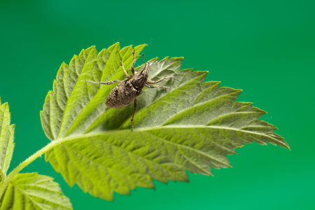 Macro of black vine weevil (Otiorrhynchus sulcatus) hanging under leaf