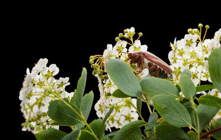 Cockchafer beetle (Cotinis nitida) in blooming whitethorn (Crataegus monogyna) isolated on black