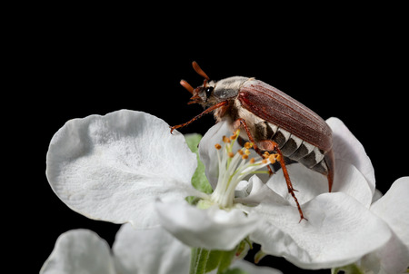 Maybug beetle (Cotinis nitida) in blooming apple isolated on blackの写真素材