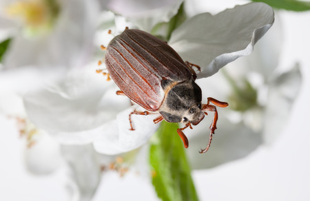Maybug beetle (Cotinis nitida) on apple white flowerの写真素材