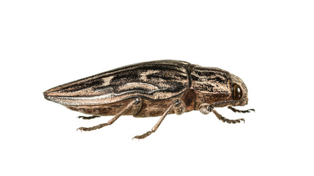 Macro low angle side view of Buprestis mariana beetle isolated on white backgroundの写真素材