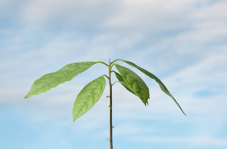 Closeup of avocado tree top over blue sky backgroundの写真素材