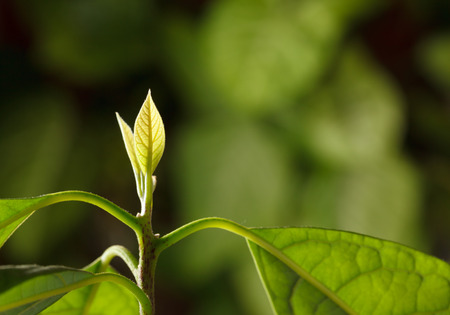 Macro of backlighted new leaves on avocado plant (Persea gratissima) topの写真素材