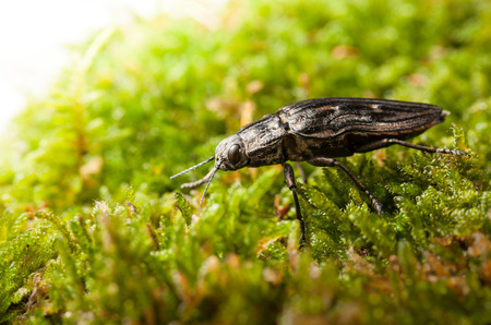Macro low angle side view of borer beetle (Buprestis mariana) steal through broom moss on forest floorの写真素材