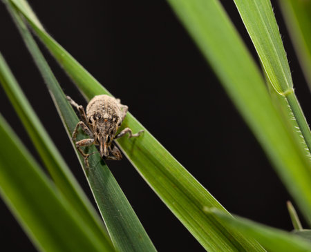 Macro en face of weevil (Otiorrhynchus sulcatus) on cereal leaves, isolated on black