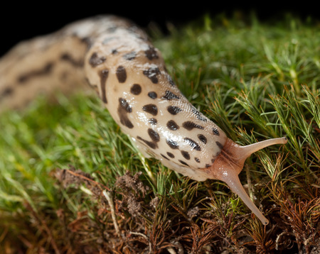 Closeup of Leopard Slug (Limax maximus) crawling on mossy forest floorの写真素材