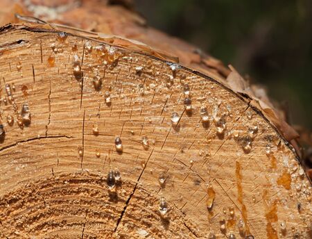 Macro of pine stem cut with resin drops at sunny dayの写真素材