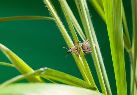 Macro of weevil (Otiorrhynchus sulcatus) hidden in cereal grass
