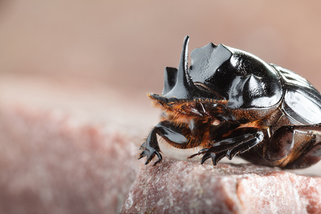 Macro low angle view of European rhinoceros beetle (Oryctes nasicornis) sitting on rockの写真素材