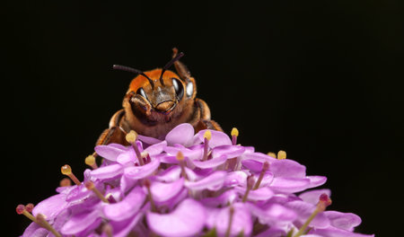 Macro of honeybee (Apis mellifera) clean itself on pink flower over black background