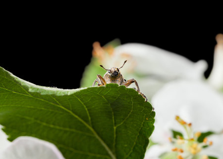 Macro of weevil (Otiorrhynchus sulcatus) sitting on leaf isolated on black, low angle en face view
