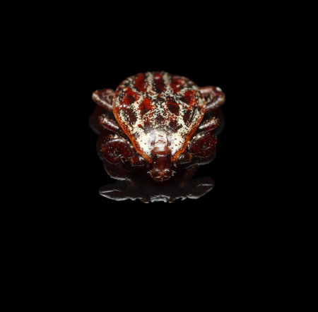 Macro en face of mite Dermacentor reticulatus - bloodsucking disease carrier tick, isolated on black...