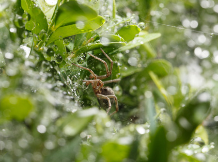 Macro of spider hidden in bush leaves after rain, shallow depth-of-fieldの写真素材