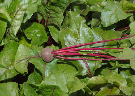 Top view of beet root (Beta vulgaris) on leaves in vegetable garden