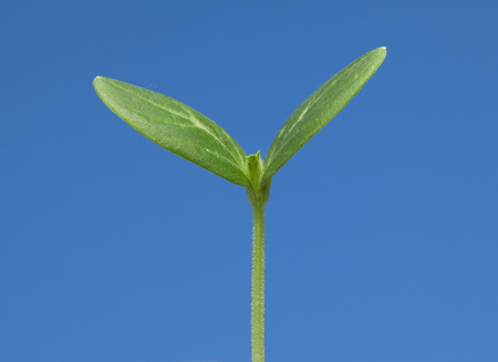 Macro of cucumber plantlet over blue sky backgroundの写真素材